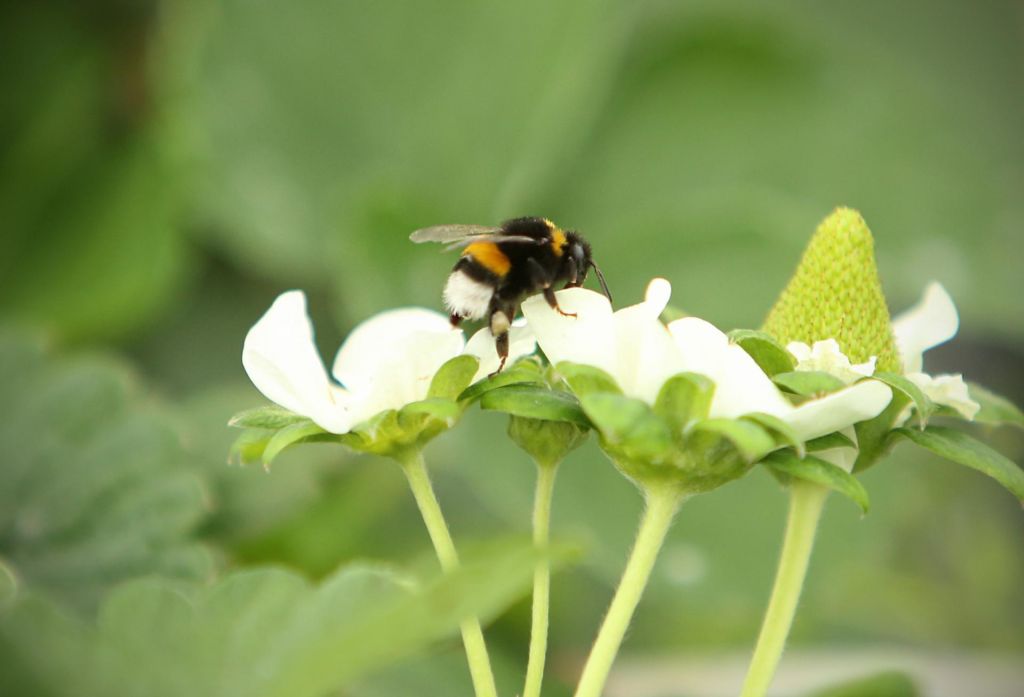 FOTO:Pomembni vsaj toliko kot medonosna čebela, a nihče ne opazi, ko umirajo