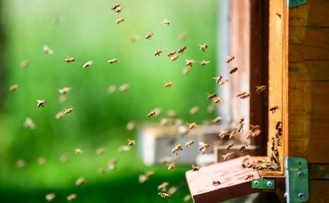 Idejo, da šteje vsaka čebela, čmrlj, metulj in tudi osa, moramo posvojiti tudi intimno. Vedno, ko pomislimo, da bi nadležno žuželko najhitreje pokončali z biokillom, se zavejmo, da s tem kopljemo jamo tudi sebi. FOTO: Jure Makovec/Afp