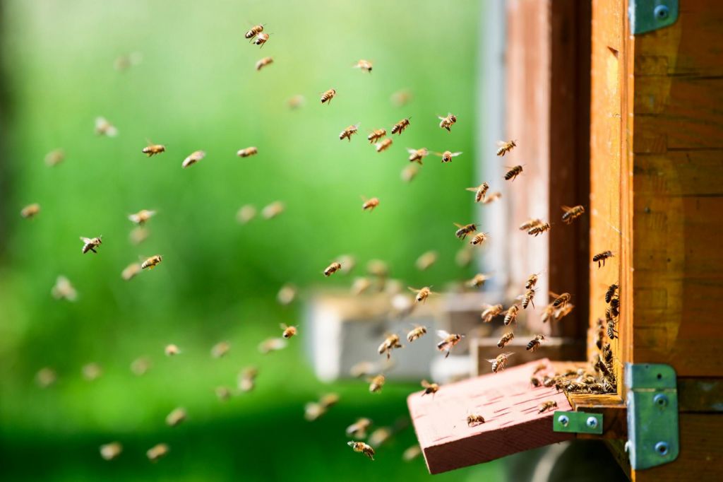 Naj brenči in brni – ne le na svetovni dan čebel