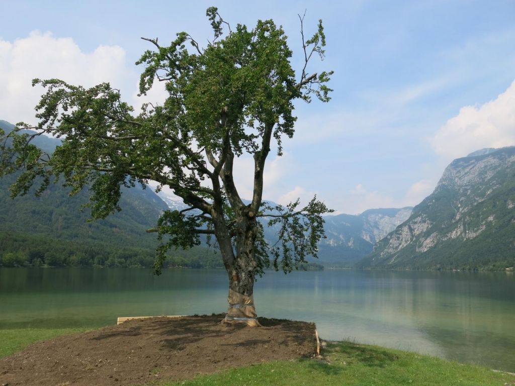 Znamenita bohinjska bukev znova zeleni