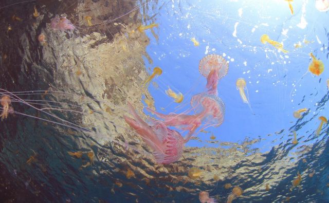 Meduze se najraje zadružujejo v toplih plitvah vodah. FOTO: Shutterstock