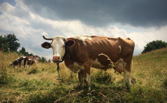 Razprave o korenitih spremembah prehranskih navad in omejevanju živinoreje na globalni ravni niso nič novega in pogosto vzbujajo močno nasprotujoče si odzive. FOTO: Jure Eržen/Delo