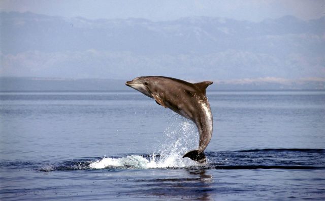 »Slovenski« delfini se genetsko precej razlikujejo od vseh drugih v Jadranu. Foto Cropix