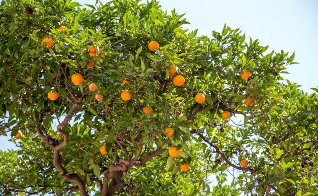 Obiranje mandarin je jesenska uspešnica. FOTO: Shutterstock