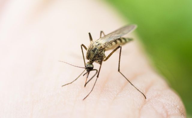 Kako točno lahko mikroplastika škoduje živalim in nam, še ni povsem znano, a dejstvo je, da so lahko delci strupeni, na njih lahko živijo tudi bakterije. FOTO: Getty Images/Istockphoto