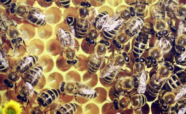Glifosat spreminja mikrobioto čebel, zato postanejo manj odporne, kaže nova študija. FOTO: Igor Mali/Delo