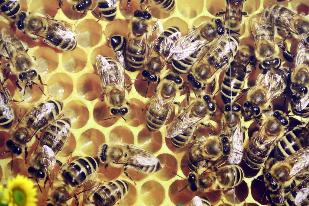 Glifosat škoduje čebelam, kaže nova študija