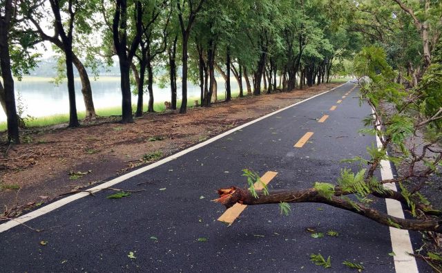 Močan veter podira dervesa in električne drogove. FOTO: Shutterstock