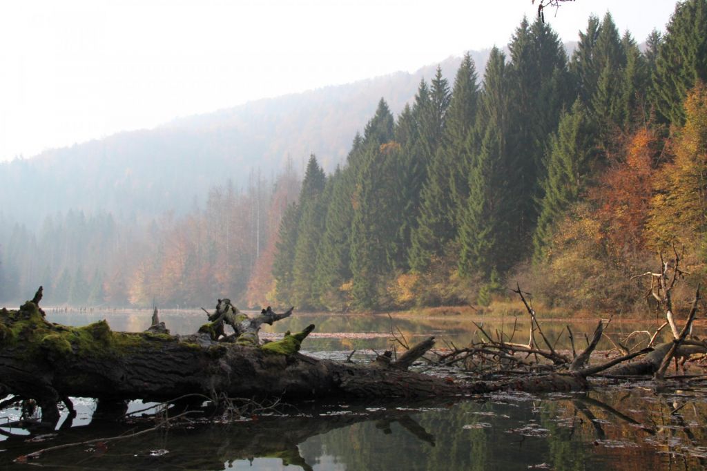 FOTO:Orel belorepec še ni dočakal jezu