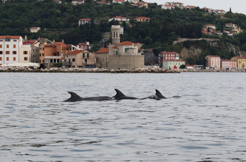 FOTO:Življenje z najboljšimi prijatelji