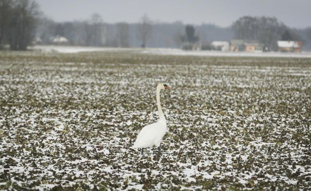 Območje njiv med Apačami in Vratjo vasjo, kjer avstrici kopujejo slovensko zemljo. 25. januar 2019 Foto Leon Vidic/delo