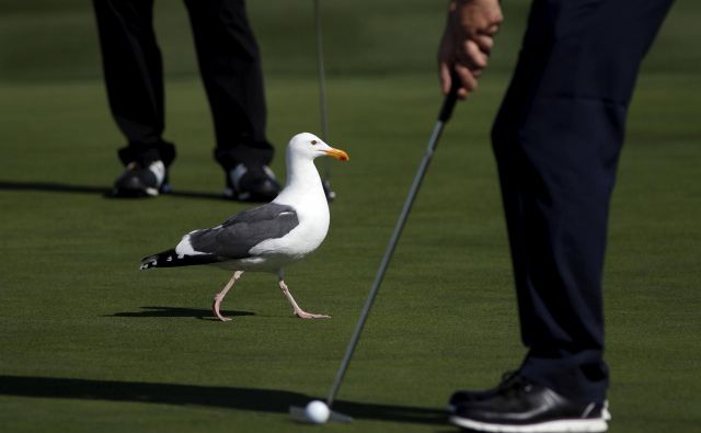 Tako kot se naš prvi suhozemski turistični biser Bled ponaša s prvim, kraljevskim (jugoslovanskim) golf igriščem še iz časov med obema svetovnima vojnama, je logično, da tudi Piran dobi svoje tekmovalno igrišče za golf z osemnajstimi igralnimi polji. FOTO: Reuters