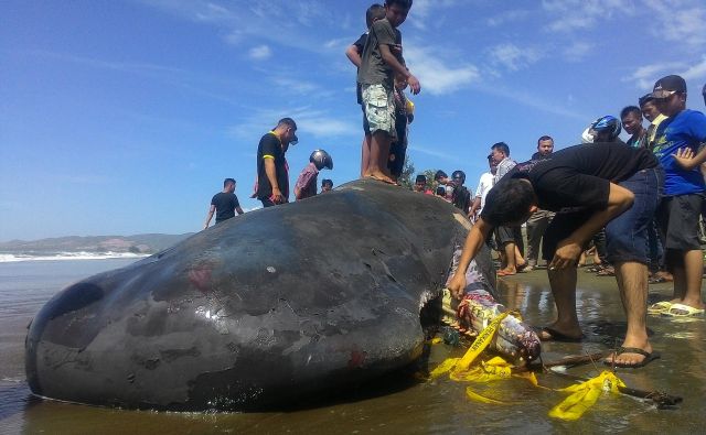 Junija lani je na Tajskem poginil kit, v katerem so našli več kot 80 plastičnih vrečk. FOTO: Shutterstock