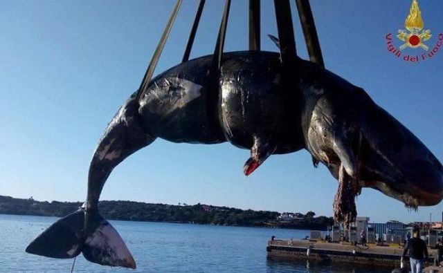 Poginula samica kita. FOTO: Gasilska brigada Porto Cervo