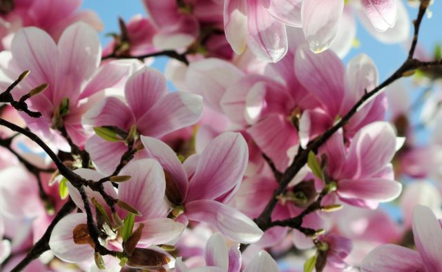 Našli so fosilne ostanke magnolij, ki so stari dvajset milijonov let. Zemljo so naselile pred sto milijoni. V kredi. FOTO: Shutterstock