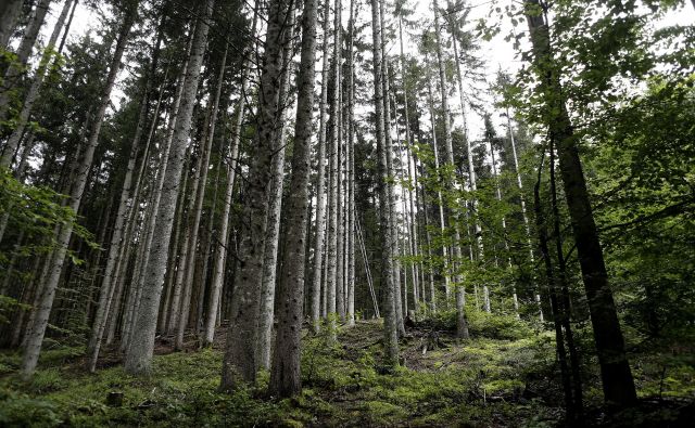 Glavni cilj akcije je javnost obveščati o pomenu ohranitve gozdov in narave. FOTO: Blaž Samec