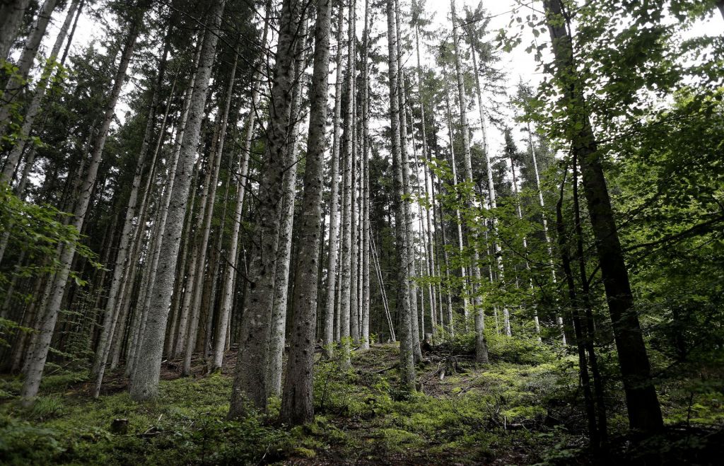 FOTO:Več kot 670 prostovoljcev posadilo deset tisoč dreves