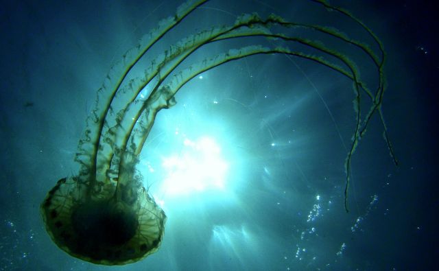V marsikaterem tujem akvariju meduze že predstavljajo, toda za to morajo zanje ustvariti posebne razmere. Če bi jih dali v bazene, kjer so ribe, raki in drugi organizmi, bi v nekaj minutah poginile. Na fotografiji Kompasna meduza, <em>Chrysaora hysoscella</em><em>.</em> FOTO: Irena Frkovič