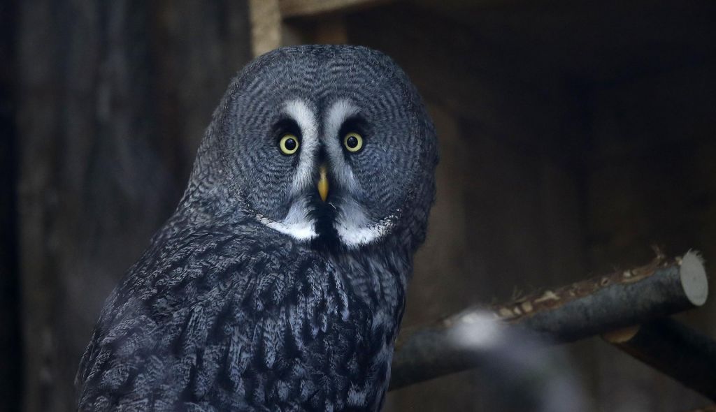 FOTO:V Sovi preiskava suma odtekanja informacij