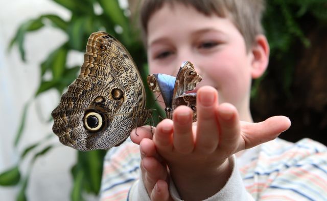 Kar nekaj vrst metuljev bo v Sloveniji izumrlo v prihodnjih desetih letih. Foto Tadej Regent