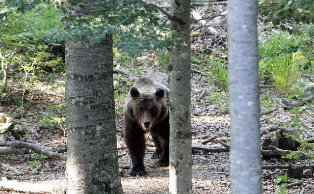 Če bo medvedov preveč, se lahko toleranca ljudi do njih zmanjša, opozarja stroka. FOTO: Ljubo Vukelič