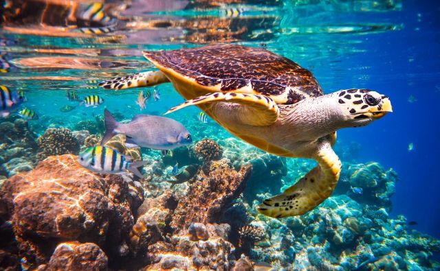 Koralni grebeni bi lahko izumrli že v nekaj desetletjih. Foto Shutterstock