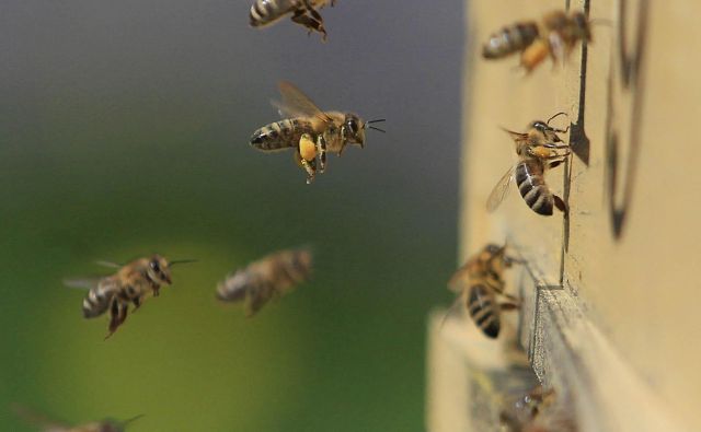Ker so pri nas kmetje vedno bolj informirani in so začeli sodelovati s čebelarji, v zadnjem času ni pomorov čebel. Foto Leon Vidic