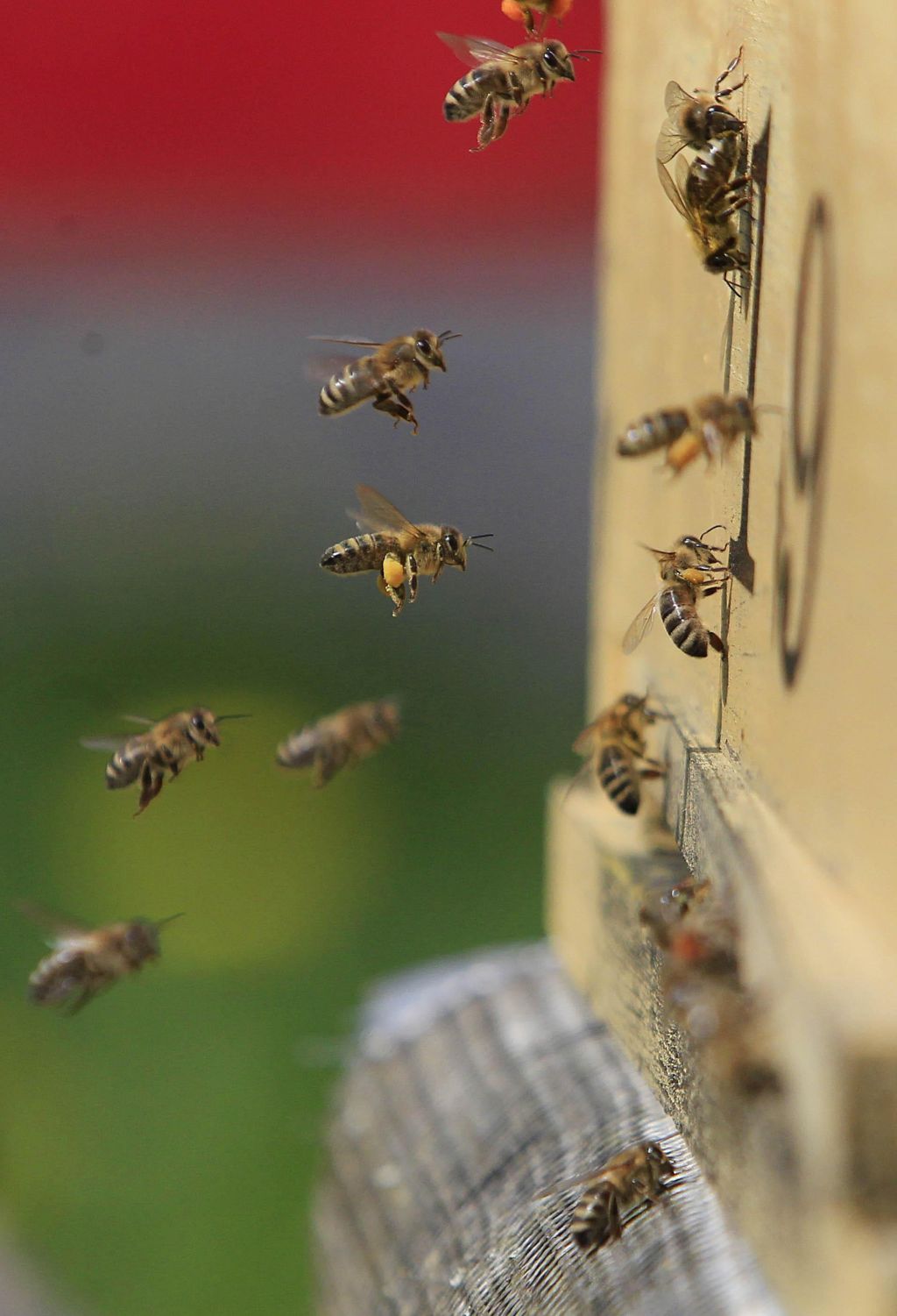 FOTO:Naši čebelarji učijo čebelarke v Bangladešu