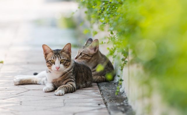 Fotografija je simbolična. FOTO: Shutterstock