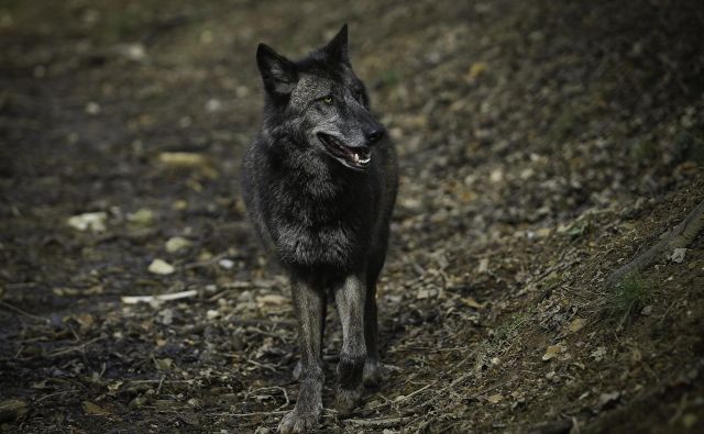 V odročnih hribovskih predelih morajo otroci peš do šole ali do šolskega avtobusa. Spotoma trepetajo pred volkovi. Foto Jože Suhadolnik