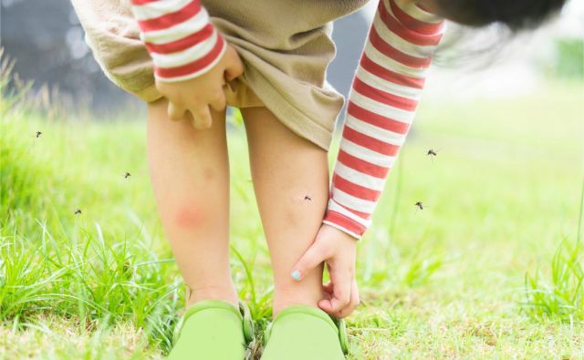 Da ste magnet za komarje, lahko po večini pripišete svojim genom. FOTO: Shutterstock