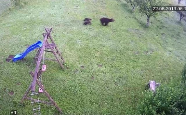 Kosmatinci so si naredili medvedjo uslugo s tem TV nastopom. Foto Zajem Zaslona