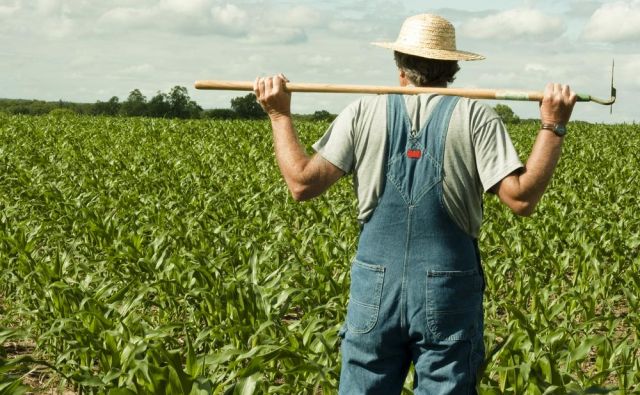 Ker pri gojenju nekaterih kulturnih rastlin brez uporabe pesticidov ne gre, potrebujemo temeljit premislek, katere sodijo na vodovarstvena območja. Foto Shutterstock