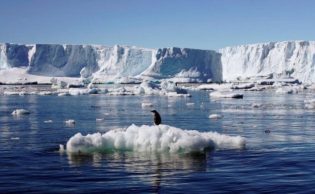 Antarktika je v štirih letih izgubila toliko morskega ledu, kolikor ga je Arktika v 34 letih. FOTO: Pauline Askin/Reuters