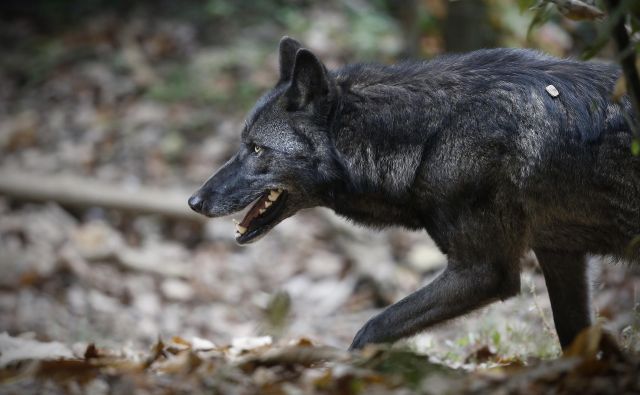 Zakon spodbuja odstrel volkov, ko imajo mladiče. FOTO: Blaž Samec/Delo
