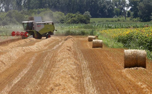 Kmetijstvo ima v Srbiji pomemben delež v BDP, zato je usepeh žetve pomembno vprašanje. Foto: Nenad Pavlovic/Blic