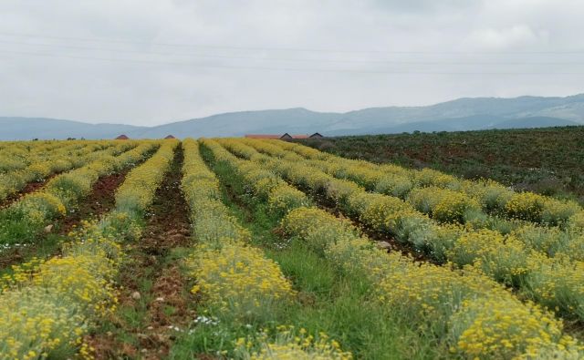 Pobočja ob vznožju Suhe planine so te dni obarvana nežno rumeno. Smilj, rastlino nesmrtnosti, gojijo na sto hektarih in iz njega pridelujejo eterično olje. Foto: Milena Zupanič