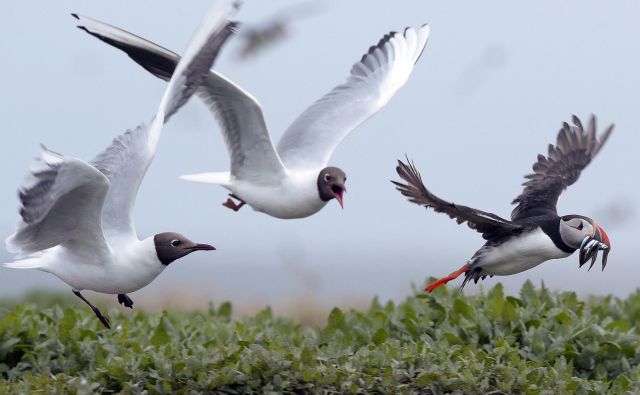 Opazovanje ptic se neizogibno sprevrže v lov na prisrčne mormone. FOTO: Reuters