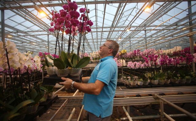 Ocean Orchids je vodilni proizvajalec orhidej rodu falenopsis v srednji in jugovzhodni Evropi. Foto Tadej Regent