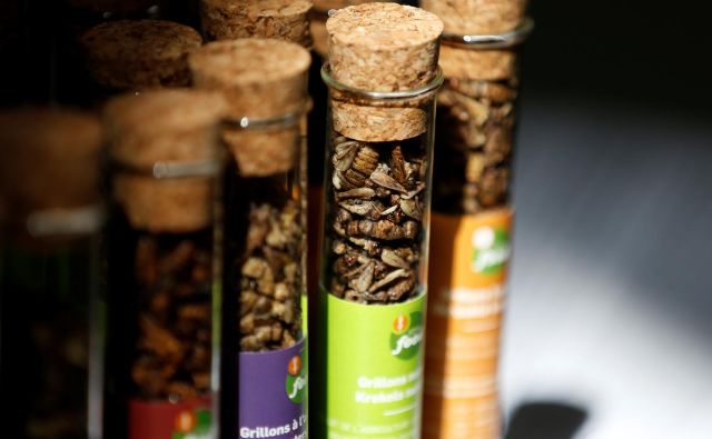 V Sloveniji prodaja žuželk ali proizvodov iz njih za prehrano ljudi ni dovoljena. FOTO: Francois Lenoir/Reuters