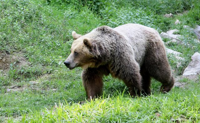 V narodnem parku se bolj ali manj stalno zadržuje od pet do deset rjavih medvedov, nekateri na območju prebivajo stalno, drugi ga obiščejo občasno oziroma ga zgolj prečkajo. FOTO: Ljubo Vukelič/Delo