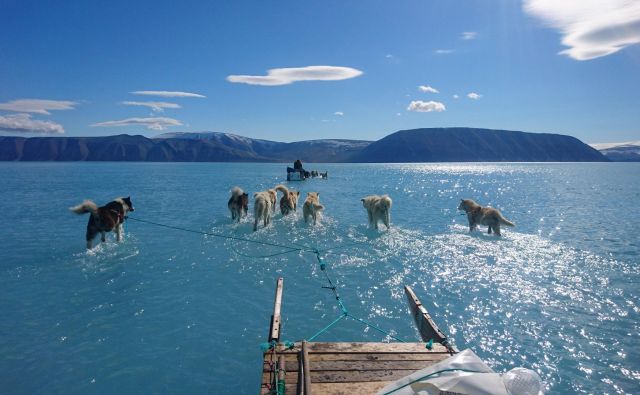 Led je bil včasih varen od februarja do junija ali julija, zdaj zmrzuje pozneje in se tali bolj zgodaj, zato so razmere za lov s sanmi z vlečnimi psi vse bolj nevarne. FOTO: AFP