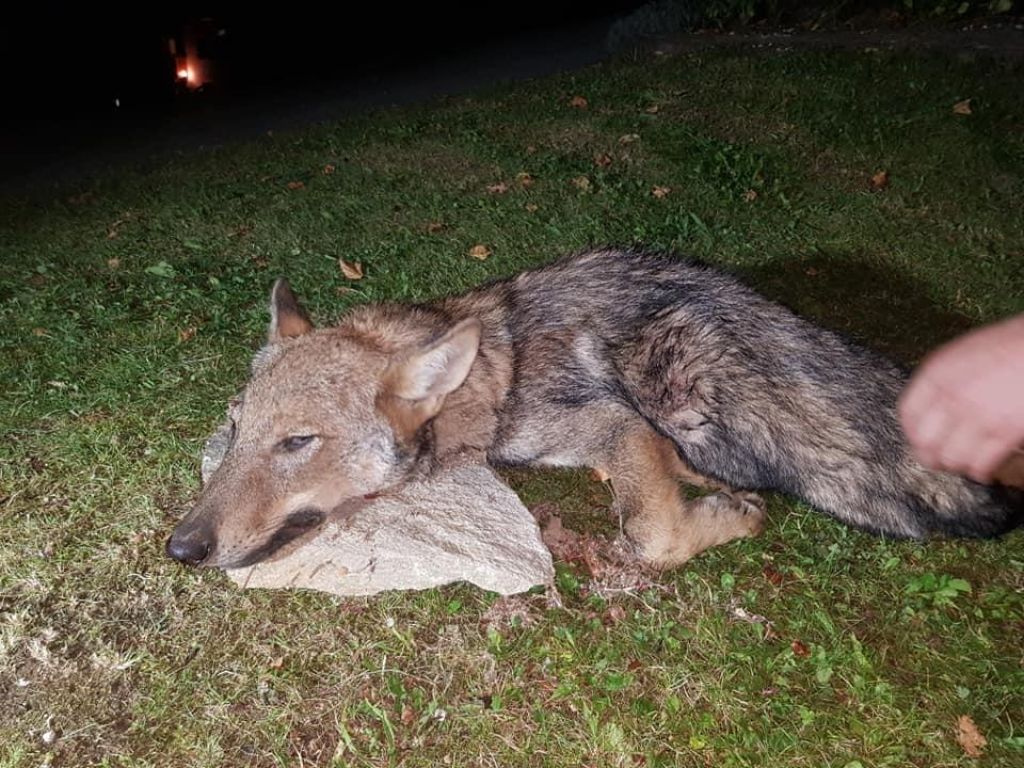 Na Cerkljanskem odstrelili volčjega mladiča