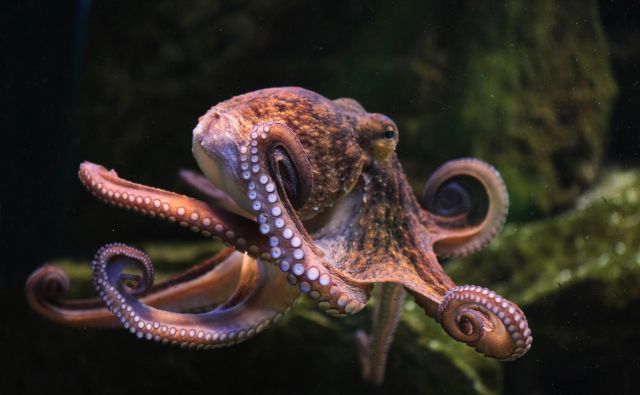 Sipam in kalamarom še nekako, kako pa bodo sekali te lovke, ne vemo. Foto Getty Images/istockphoto