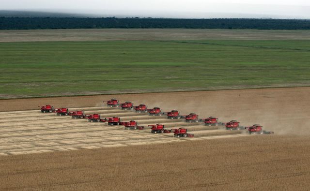 Kitajske družbe so ta teden kupile več kot 600.000 ton ameriške soje. Foto: Reuters