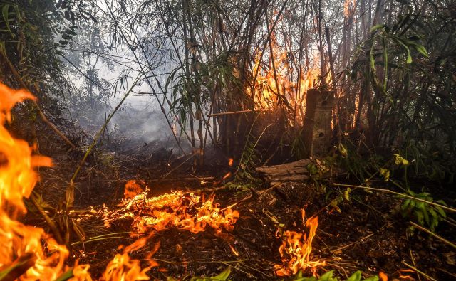 V Indoneziji tudi zdaj gori. Zapreti so morali letališča in šole.  FOTO: Wahyudi/AFP