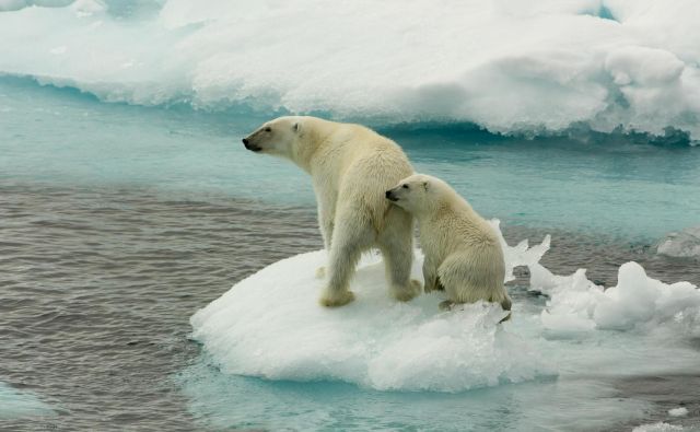 Polarni medvedi so simbol podnebnih sprememb. Foto Larissa Beumer/Greenpeace