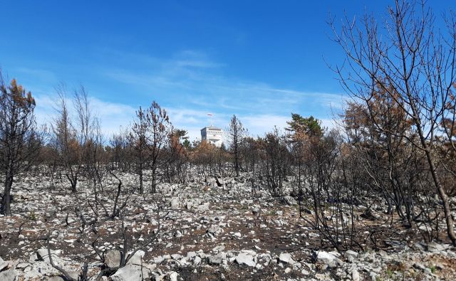 Sanacija po požaru na Cerju bo trajala od 25 do 30 let. Foto Blaž Močnik