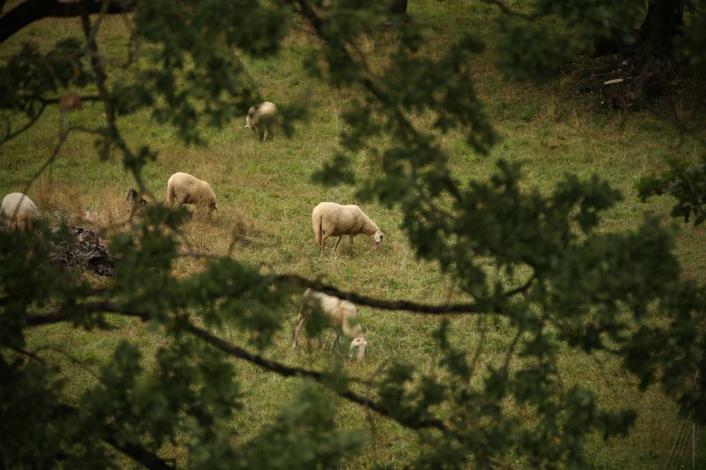 O zvereh in ljudeh