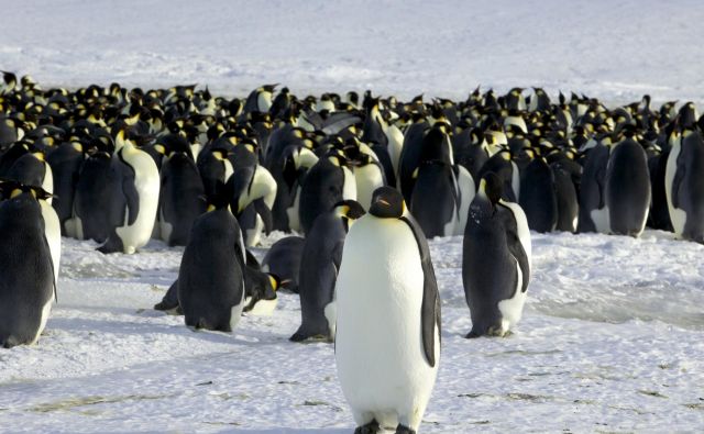 Cesarski pingvini mladiče vzgajajo v velikih kolonijah, ki jih ogrožajo podnebne spremembe. FOTO: Stringer/Reuters